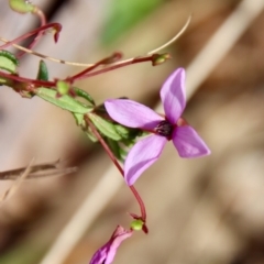 Tetratheca bauerifolia at Mongarlowe, NSW - 21 Oct 2023