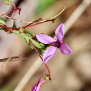 Tetratheca bauerifolia at Mongarlowe, NSW - suppressed