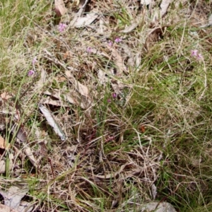 Tetratheca bauerifolia at Mongarlowe, NSW - suppressed