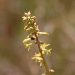 Stackhousia viminea (Slender Stackhousia) at QPRC LGA - 21 Oct 2023 by LisaH