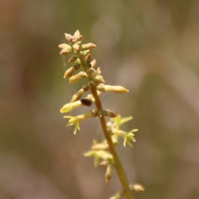 Stackhousia viminea (Slender Stackhousia) at Mongarlowe, NSW - 21 Oct 2023 by LisaH