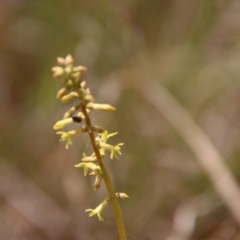 Stackhousia viminea at Mongarlowe, NSW - 21 Oct 2023