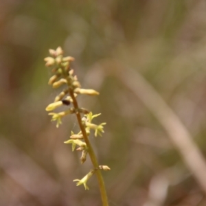 Stackhousia viminea at Mongarlowe, NSW - 21 Oct 2023