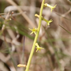 Stackhousia viminea at Mongarlowe, NSW - 21 Oct 2023