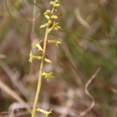 Stackhousia viminea at Mongarlowe, NSW - 21 Oct 2023