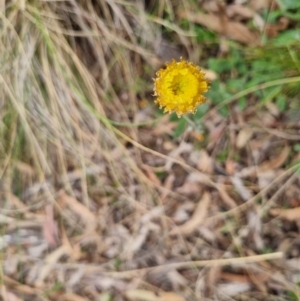 Coronidium scorpioides at Bungendore, NSW - suppressed