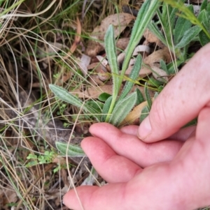 Coronidium scorpioides at Bungendore, NSW - suppressed