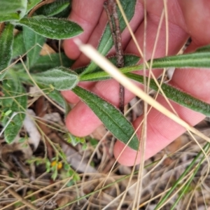 Coronidium scorpioides at Bungendore, NSW - suppressed