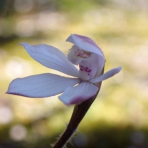 Caladenia alpina at Pomonal, VIC - suppressed