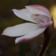 Caladenia alpina at Pomonal, VIC - suppressed