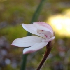 Caladenia alpina at Pomonal, VIC - suppressed