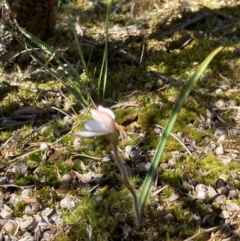 Caladenia alpina at Pomonal, VIC - suppressed