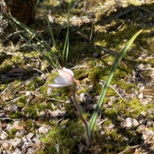 Caladenia alpina at Pomonal, VIC - suppressed