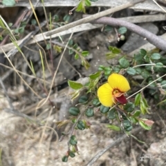 Bossiaea buxifolia (Matted Bossiaea) at Namadgi National Park - 21 Oct 2023 by JaneR