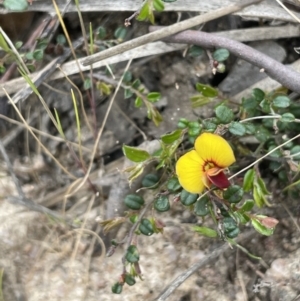 Bossiaea buxifolia at Rendezvous Creek, ACT - 21 Oct 2023