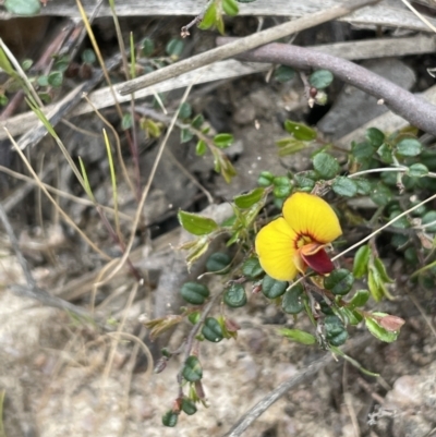 Bossiaea buxifolia (Matted Bossiaea) at Rendezvous Creek, ACT - 21 Oct 2023 by JaneR