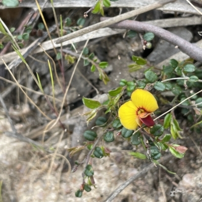 Bossiaea buxifolia (Matted Bossiaea) at Namadgi National Park - 21 Oct 2023 by JaneR