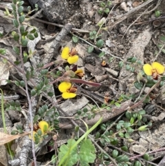 Bossiaea buxifolia at Rendezvous Creek, ACT - 21 Oct 2023