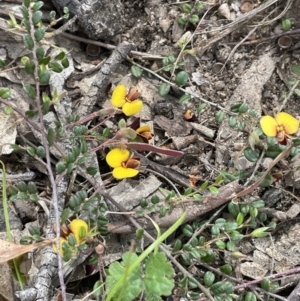 Bossiaea buxifolia at Rendezvous Creek, ACT - 21 Oct 2023