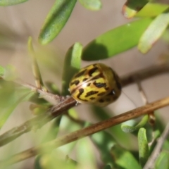 Paropsisterna obliterata (Obliterate Melaleuca Leaf Beetle) at Mongarlowe, NSW - 21 Oct 2023 by LisaH