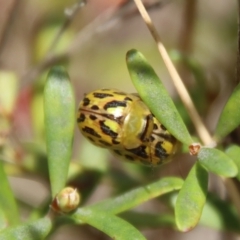 Paropsisterna obliterata at Mongarlowe, NSW - suppressed