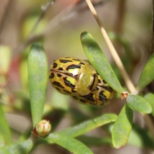 Paropsisterna obliterata at Mongarlowe, NSW - 21 Oct 2023