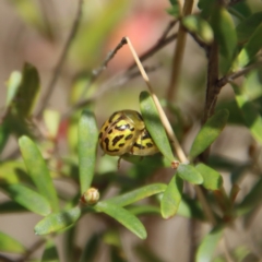 Paropsisterna obliterata at Mongarlowe, NSW - 21 Oct 2023