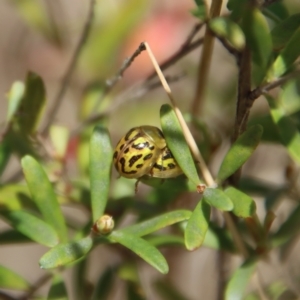 Paropsisterna obliterata at Mongarlowe, NSW - suppressed