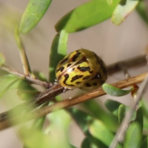 Paropsisterna obliterata at Mongarlowe, NSW - suppressed