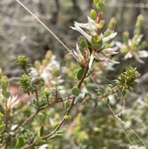 Brachyloma daphnoides at Rendezvous Creek, ACT - 21 Oct 2023 02:28 PM