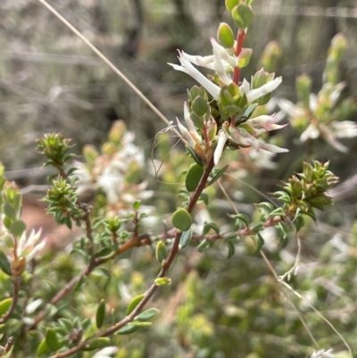 Brachyloma daphnoides (Daphne Heath) at Rendezvous Creek, ACT - 21 Oct 2023 by JaneR