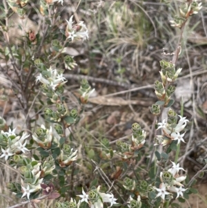 Brachyloma daphnoides at Rendezvous Creek, ACT - 21 Oct 2023 02:28 PM