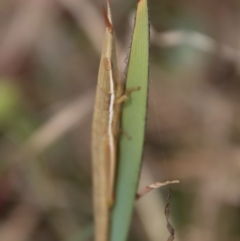 Psednura pedestris (Psednura grasshopper) at Mongarlowe River - 21 Oct 2023 by LisaH