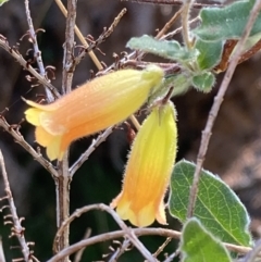 Marianthus bignoniacea (Orange Bell-Climber) at Halls Gap, VIC - 17 Oct 2023 by AnneG1