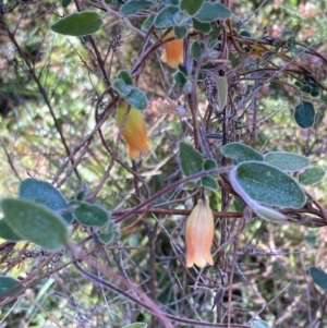 Marianthus bignoniacea at Halls Gap, VIC - 18 Oct 2023 10:26 AM