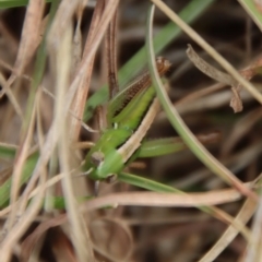 Praxibulus sp. (genus) (A grasshopper) at Mongarlowe River - 21 Oct 2023 by LisaH