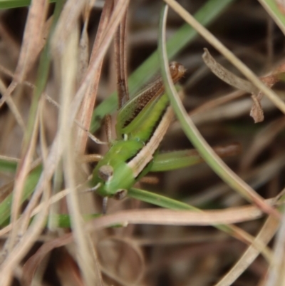Praxibulus sp. (genus) (A grasshopper) at QPRC LGA - 21 Oct 2023 by LisaH