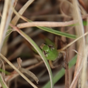 Praxibulus sp. (genus) at Mongarlowe, NSW - 21 Oct 2023