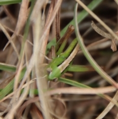 Praxibulus sp. (genus) at Mongarlowe, NSW - suppressed