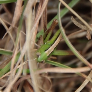 Praxibulus sp. (genus) at Mongarlowe, NSW - 21 Oct 2023