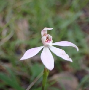 Caladenia carnea at Halls Gap, VIC - suppressed