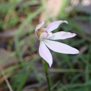 Caladenia carnea at Halls Gap, VIC - suppressed