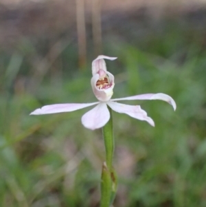 Caladenia carnea at Halls Gap, VIC - suppressed