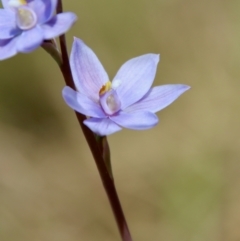 Thelymitra ixioides (Dotted Sun Orchid) at Mongarlowe, NSW - 21 Oct 2023 by LisaH