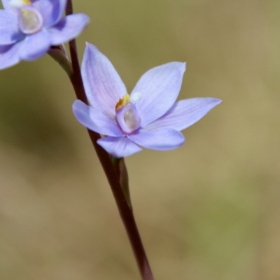 Thelymitra ixioides (Dotted Sun Orchid) at Mongarlowe, NSW - 21 Oct 2023 by LisaH