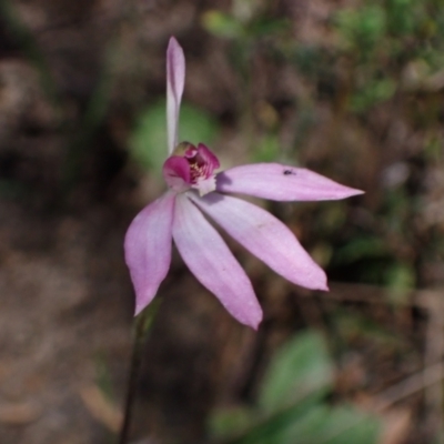 Caladenia ornata (Ornate Pink Fingers) at Grampians National Park - 18 Oct 2023 by AnneG1