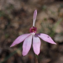 Caladenia ornata at suppressed - 18 Oct 2023