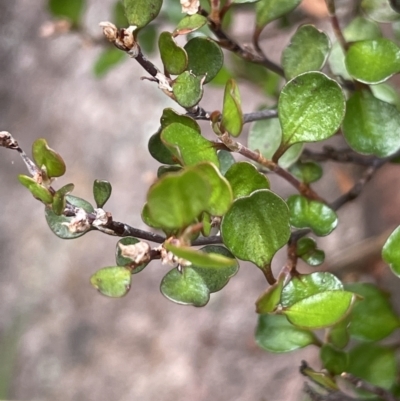 Muehlenbeckia axillaris (Matted Lignum) at Rendezvous Creek, ACT - 21 Oct 2023 by JaneR