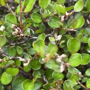 Muehlenbeckia axillaris at Rendezvous Creek, ACT - 21 Oct 2023