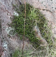 Muehlenbeckia axillaris at Rendezvous Creek, ACT - 21 Oct 2023